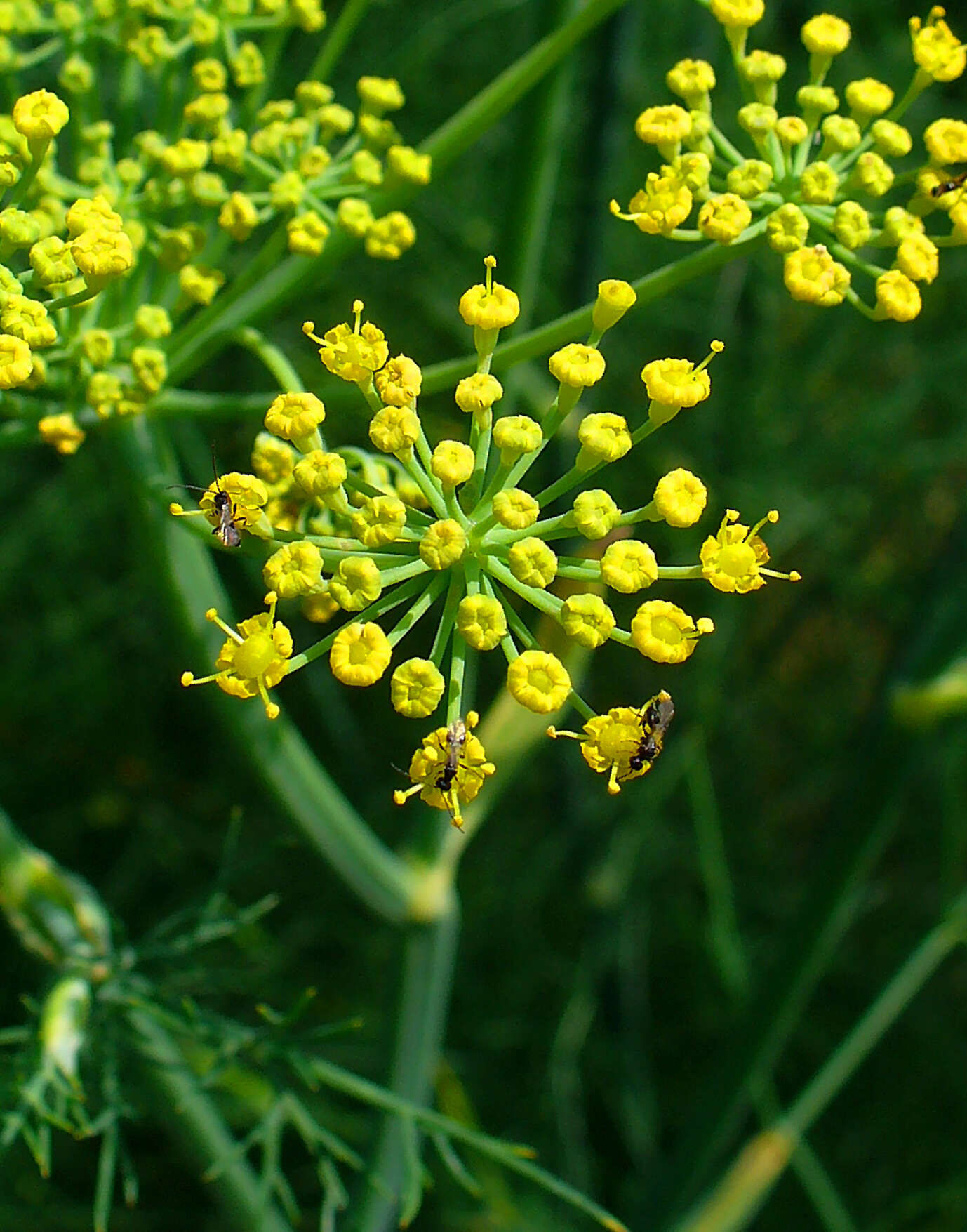 Image of fennel