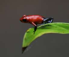 Image of Flaming Poison Frog