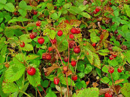 Image of woodland strawberry