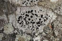 Image of disc lichen