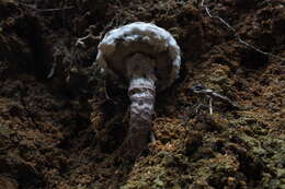 Image of Strobilomyces latirimosus J. Z. Ying 1985