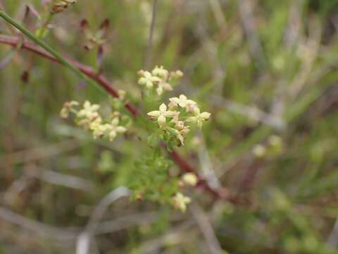 Image of graceful bedstraw