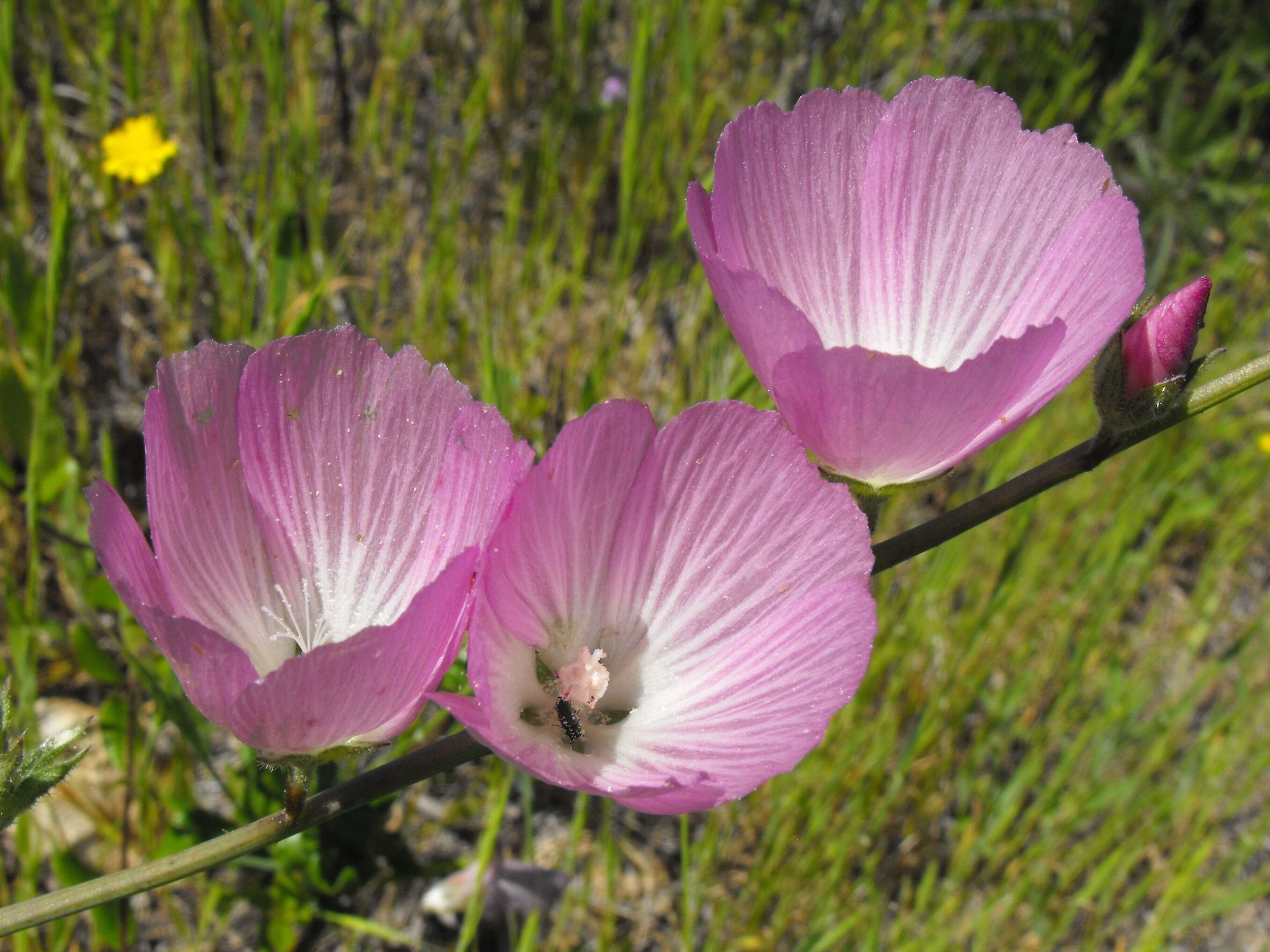 Image of dwarf checkerbloom