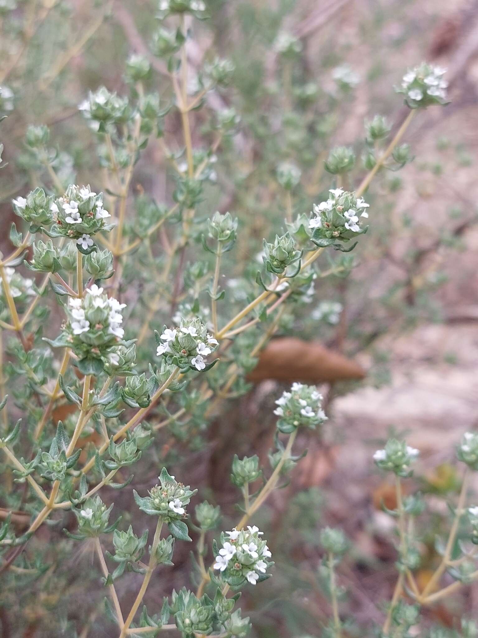 Image of Thymus capitellatus Hoffmanns. & Link