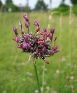 Allium scorodoprasum L.的圖片