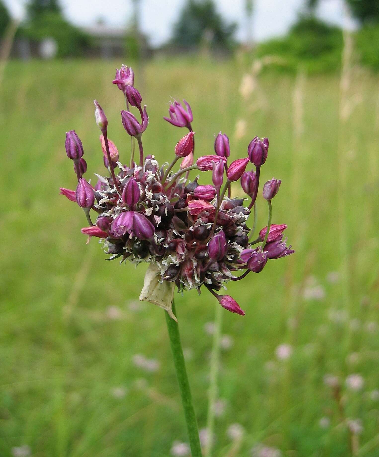 Allium scorodoprasum L.的圖片