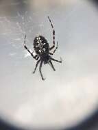 Image of Orbweaver