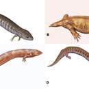 Image of Microsauria ("small lizards")