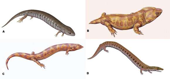 Image of Microsauria ("small lizards")