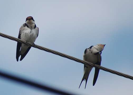 Image of Ethiopian Swallow