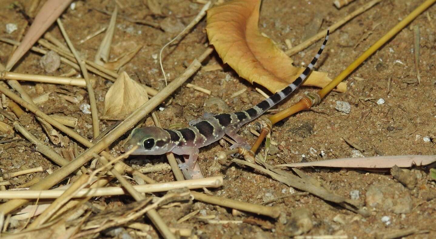 Image of Jerdon’s Gecko