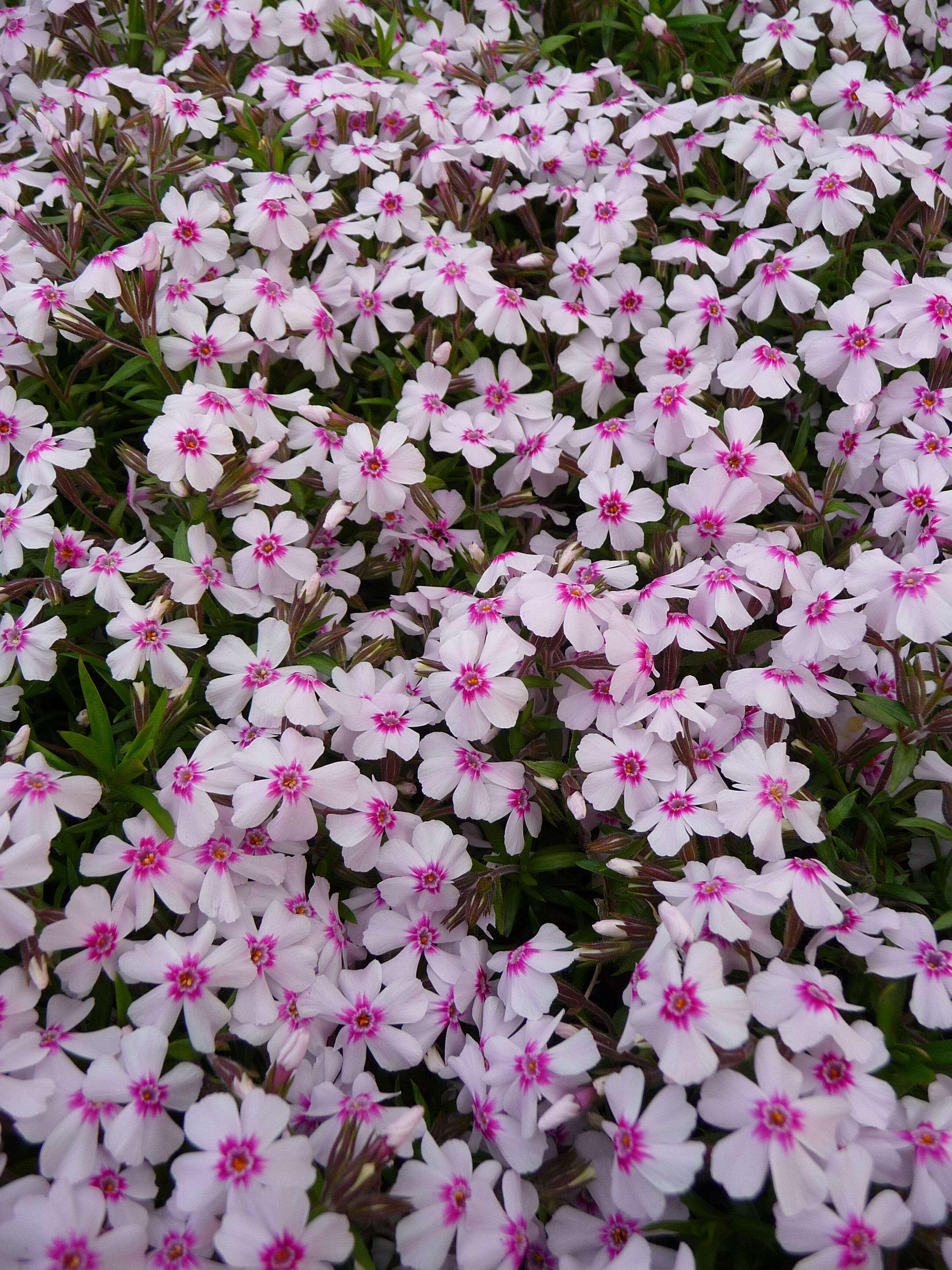 Image of moss phlox