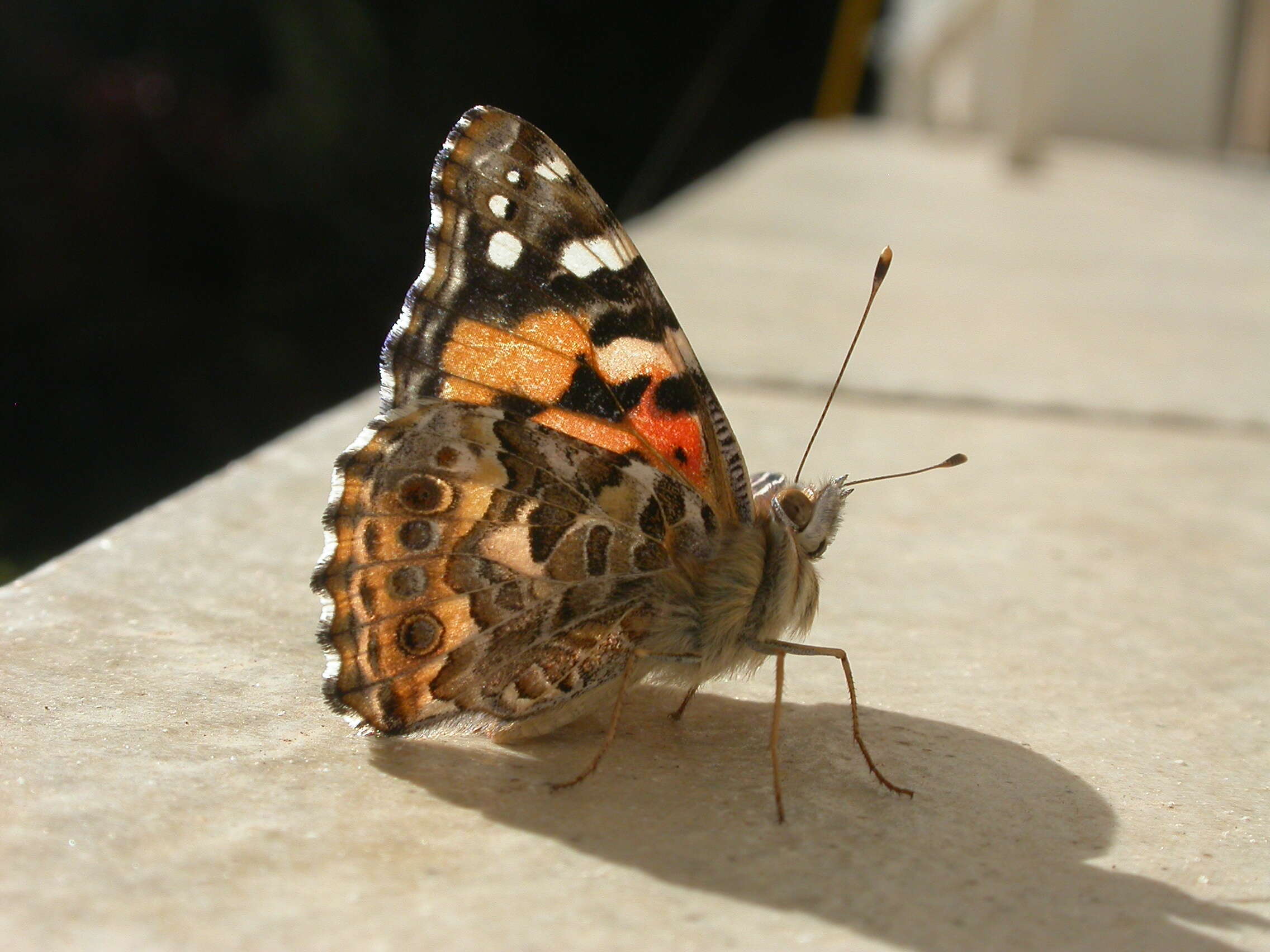 Image of Vanessa kershawi