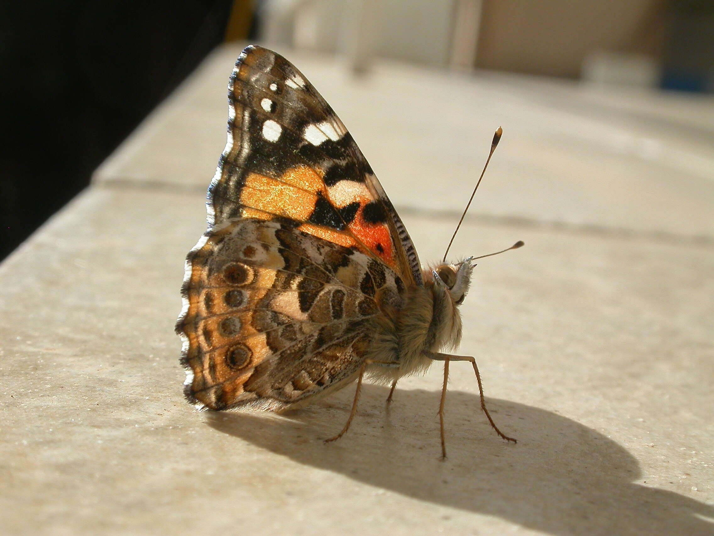 Image of Vanessa kershawi