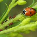 Image de La Coccinelle des friches