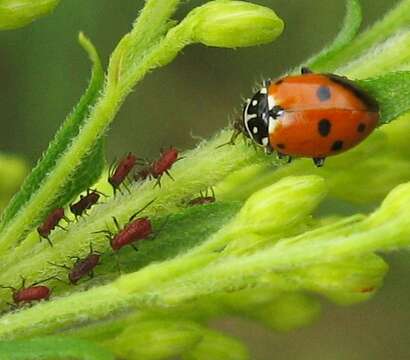 Image de La Coccinelle des friches