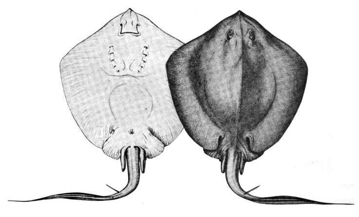 Image of Bluntnose Stingray