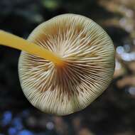 Image of Entoloma unicolor (Peck) Hesler 1967