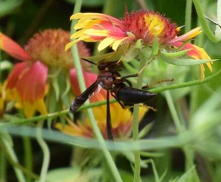 Image of Metric Paper Wasp