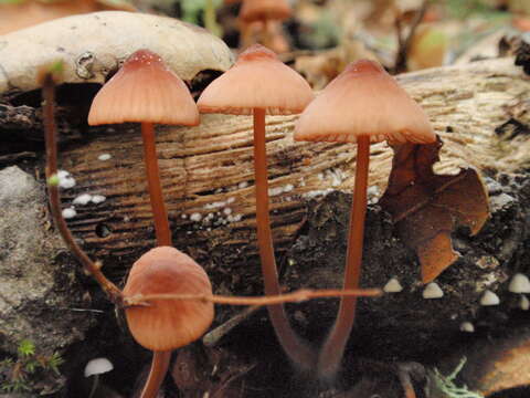 Imagem de Mycena californiensis