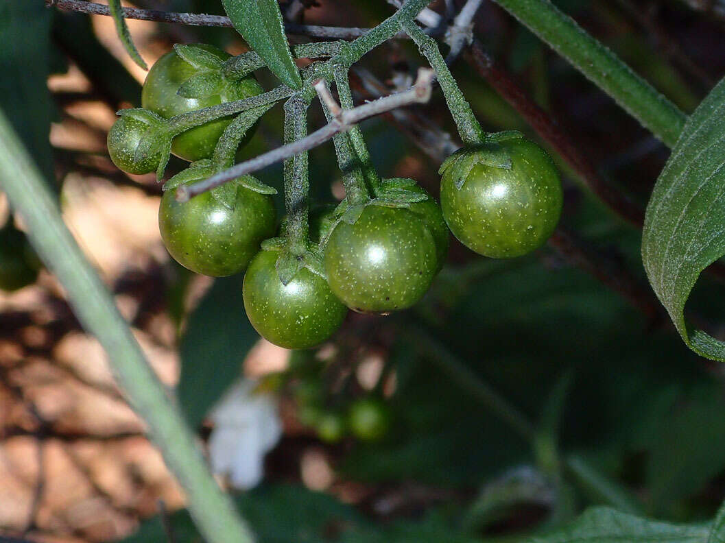 Image of greenspot nightshade