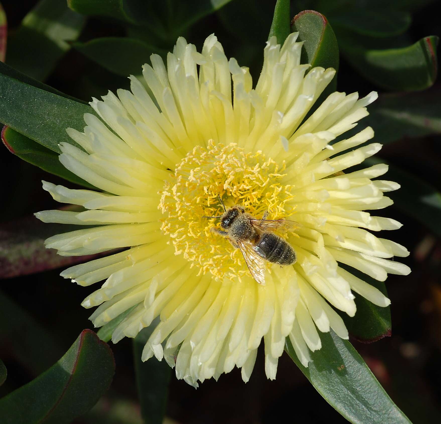 Image of hottentot fig