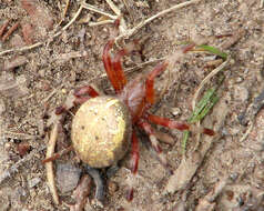 Image of Angulate & Roundshouldered Orbweaver