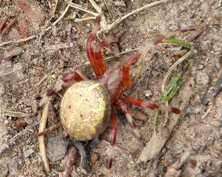 Image of Angulate & Roundshouldered Orbweaver