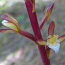 Image of summer coralroot