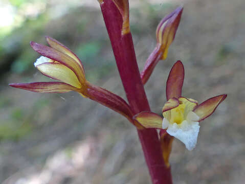 Imagem de Corallorhiza maculata var. maculata