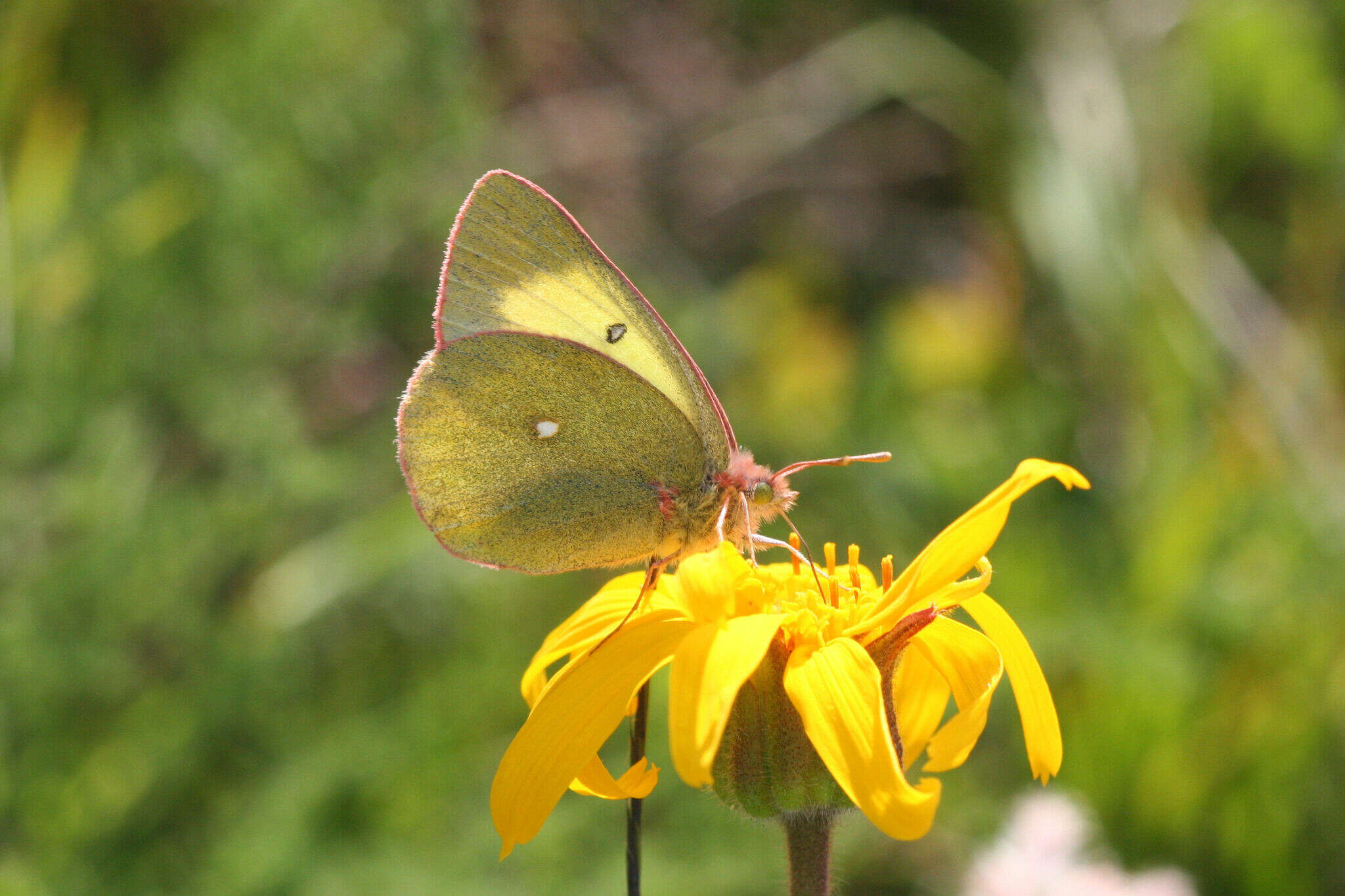 Image de <i>Colias palaeno europomene</i> Ochsenheimer 1816