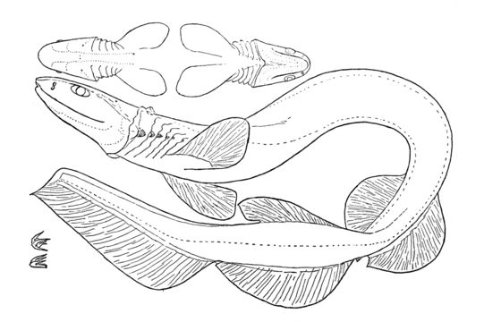 Image of Frilled Shark
