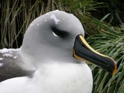 Image of Grey-headed Albatross