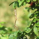 Image de Tenodera angustipennis Saussure 1869