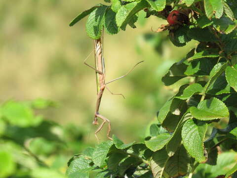 Image of Asian mantis