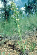 Image of scorpionweed