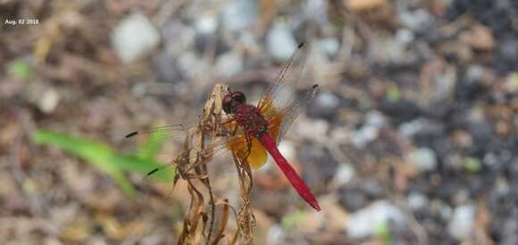 Image of Sympetrum speciosum Oguma 1915