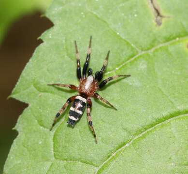 Image of Sergiolus capulatus (Walckenaer 1837)