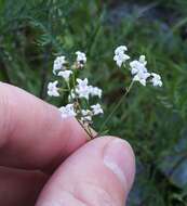 Sivun Galium paniculatum (Bunge) Pobed. kuva