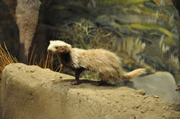 Image of Patagonian Weasel