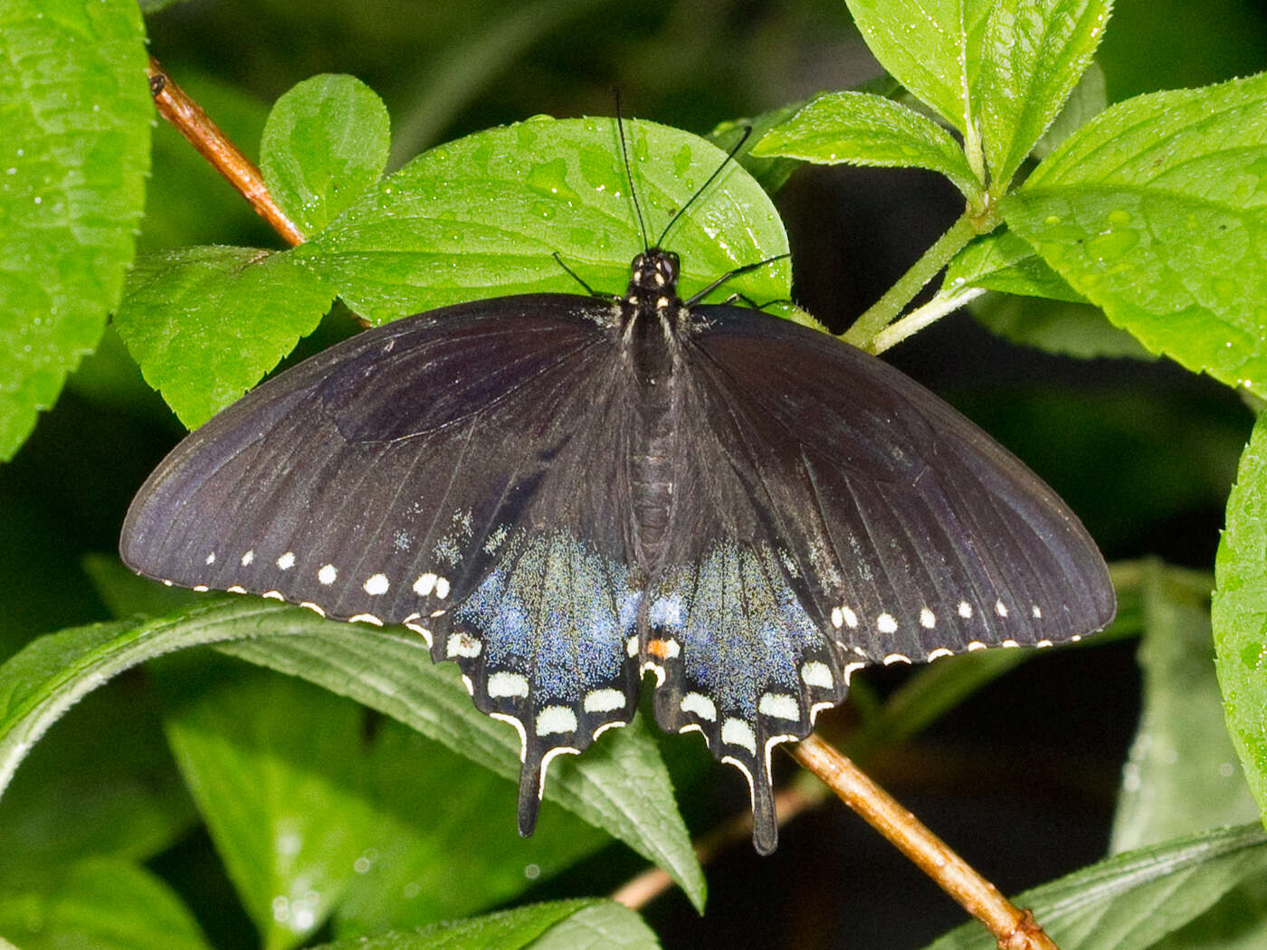 Image of Spicebush swallowtail