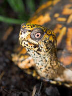 Image of Eastern box turtle