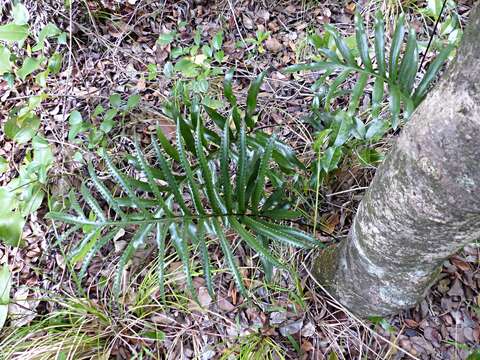 Phymatosorus pustulatus subsp. howensis Tindale & P. S. Green resmi