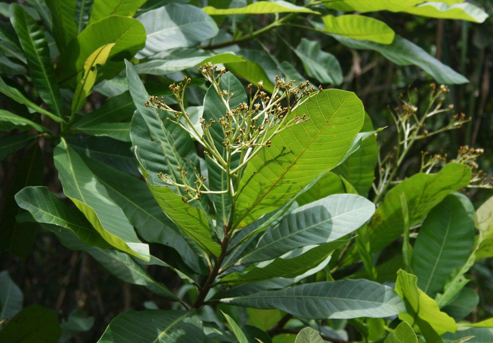 Image de Anacardium excelsum (Bert. & Balb.) Skeels