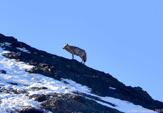 Canis lupus filchneri (Matschie 1907)的圖片