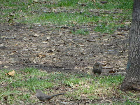 Image of Canyon Towhee