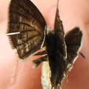 Polyommatus daphnis resmi