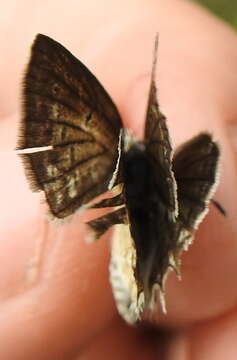 Image of Polyommatus daphnis