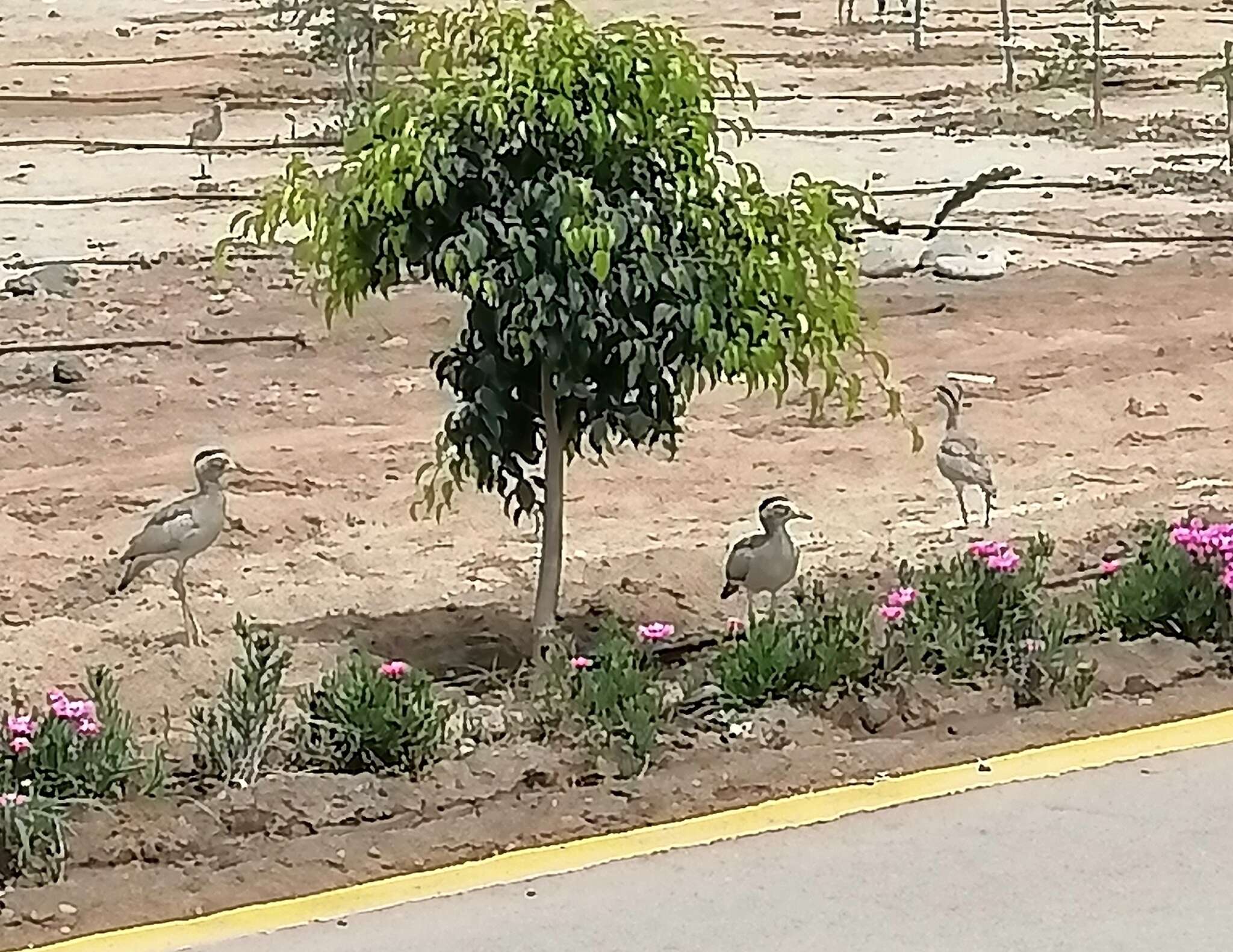 Image of Peruvian Thick-knee