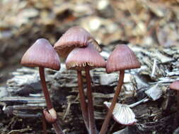 Mycena purpureofusca (Peck) Sacc. 1887 resmi